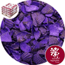 Coloured Sea Shells - Lavender